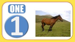 Counting 1-10 Flashcards 