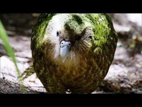 Flightless Parrot | Benedict Cumberbatch narrates South Pacific | BBC - UCwmZiChSryoWQCZMIQezgTg