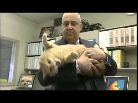 Cat greets high school students for more than a decade - UCqvtjfI2zzRl_2W_KpEnuMg