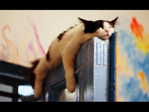 These SLEEPY and CLUMSY CATS and DOGS will make your day - Funny and cute cats and dogs compilation - UC9obdDRxQkmn_4YpcBMTYLw