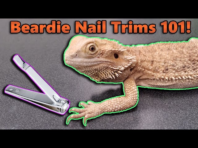 How to Trim Bearded Dragon Nails