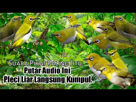 MP3.. Suara Pikat Burung Pleci Ribut. Semua Jenis Pleci Pasti Turun..
