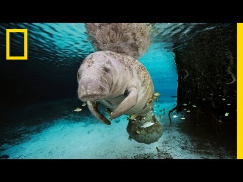 The Mermaid Myth | Nat Geo Live - UCpVm7bg6pXKo1Pr6k5kxG9A