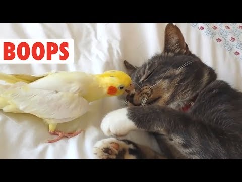 Dog and Cat Boops Compilation | BOOP! - UCPIvT-zcQl2H0vabdXJGcpg