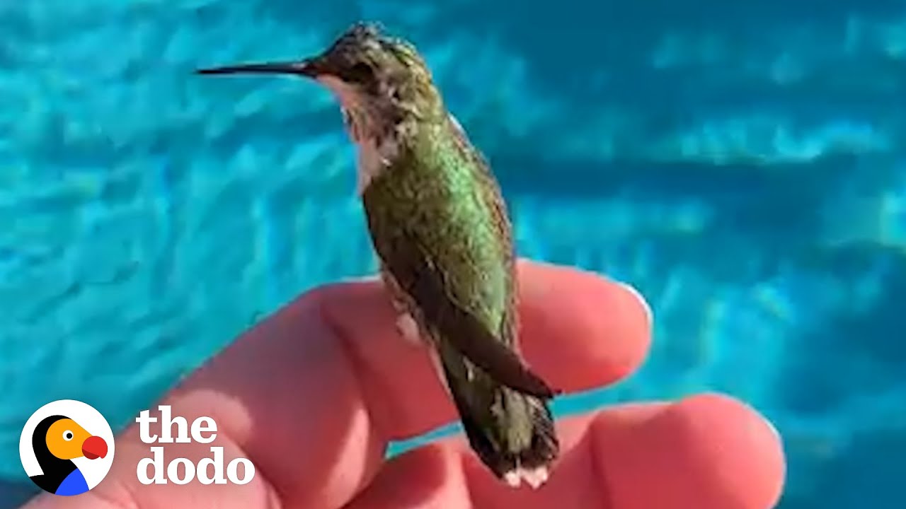 Man Finds Baby Hummingbird On The Side Of The Road | The Dodo