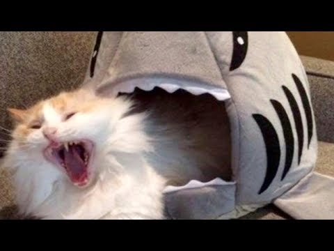 LAUGH SO HARD YOU'LL CRY - Funniest CAT VIDEOS compilation - UC9obdDRxQkmn_4YpcBMTYLw