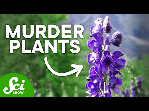 10 Plants That Could Kill You - UCZYTClx2T1of7BRZ86-8fow