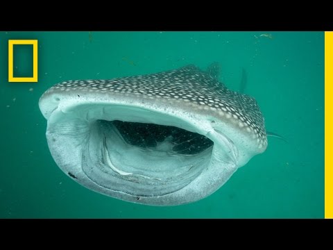 Investigating the Mysterious Whale Sharks of Mafia Island | National Geographic - UCpVm7bg6pXKo1Pr6k5kxG9A