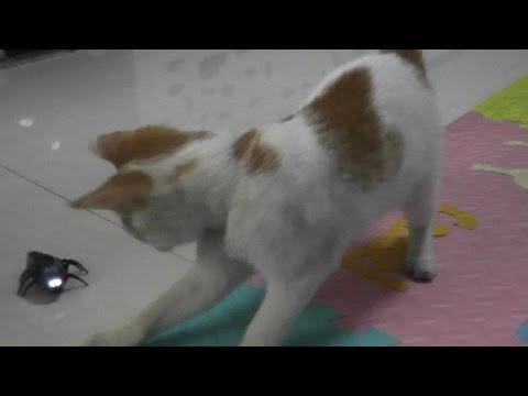 Cute Cat Vs RC Bug Round 2 Cat Owns RC Bug - UCsFctXdFnbeoKpLefdEloEQ