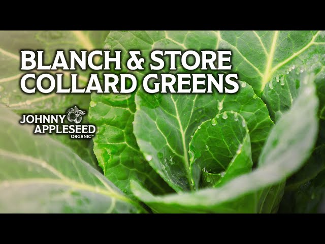 How To Preserve Collard Greens?