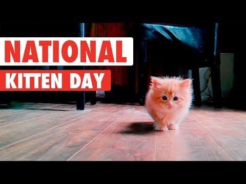 Most Adorable Kittens | National Kitten Day 2017 - UCPIvT-zcQl2H0vabdXJGcpg