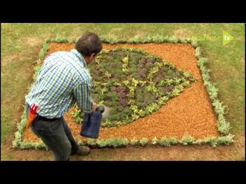 How to make a thyme parterre - Waitrose Garden - UCFNJOpACpCFRH_Fm_66L3iw