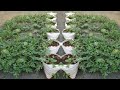 Try this watermelon growing method - Easy but the results are amazing