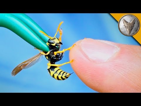 STUNG by a YELLOW JACKET! - UC6E2mP01ZLH_kbAyeazCNdg