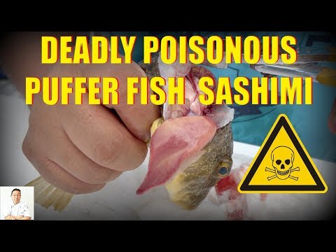 POISONOUS Fugu Puffer Fish Sashimi | Catch, Clean, Cook and Slice - UCbULqc7U1mCHiVSCIkwEpxw