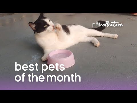 Best Pets Of The Month (July 2019)  | The Pet Collective - UCPIvT-zcQl2H0vabdXJGcpg