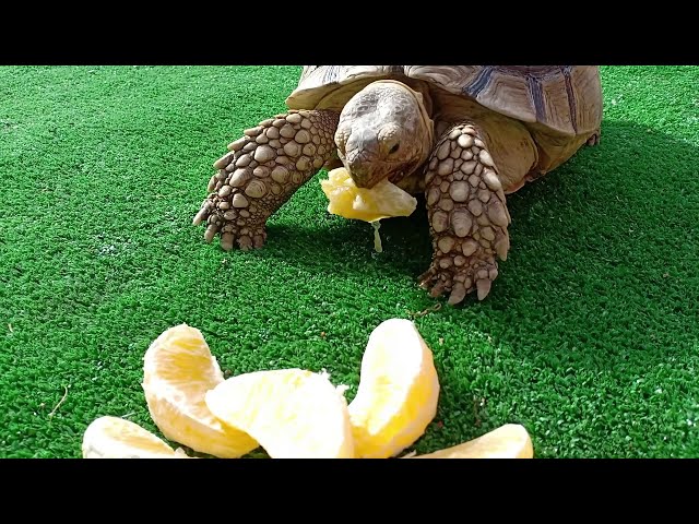 Can Turtles Eat Oranges?