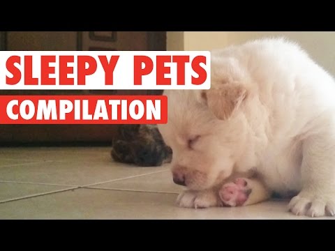 Sleepy Pets Video Compilation 2016 - UCPIvT-zcQl2H0vabdXJGcpg