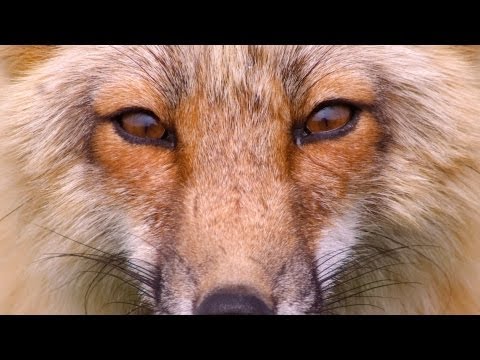 How to Find Your Power Animal | Wicca - UCSpVHeDGr9UbREhRca0qwsA