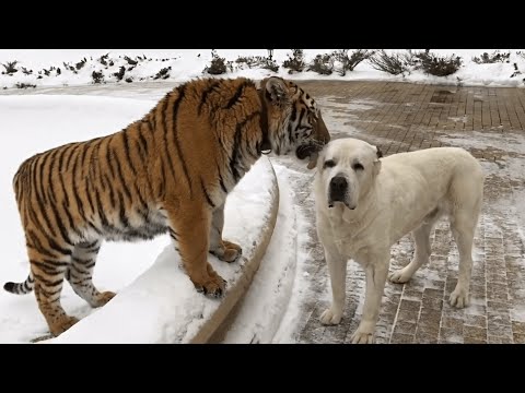 Funny Dog Logic Pet Video Compilation 2016 - UCPIvT-zcQl2H0vabdXJGcpg