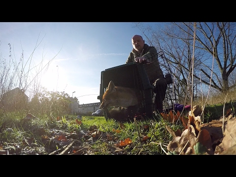 GoPro: Urban Animal Rescuer Stefan Brockling - UCqhnX4jA0A5paNd1v-zEysw