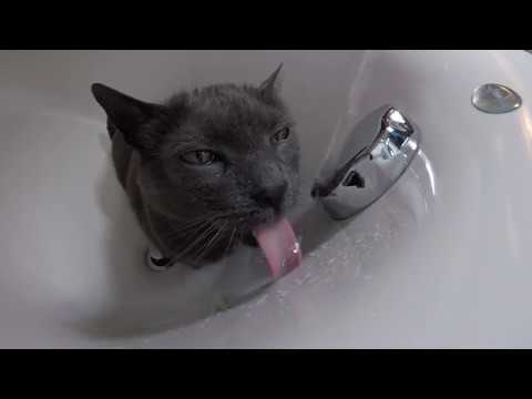 Cat Drinking Water - GoPro Hero5 Session - UCAn_HKnYFSombNl-Y-LjwyA