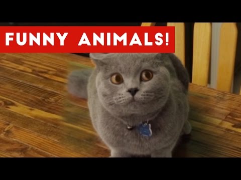 Funniest Pet Clips, Bloopers & Moments Caught On Tape 2017 | Funny Pet Videos - UCYK1TyKyMxyDQU8c6zF8ltg