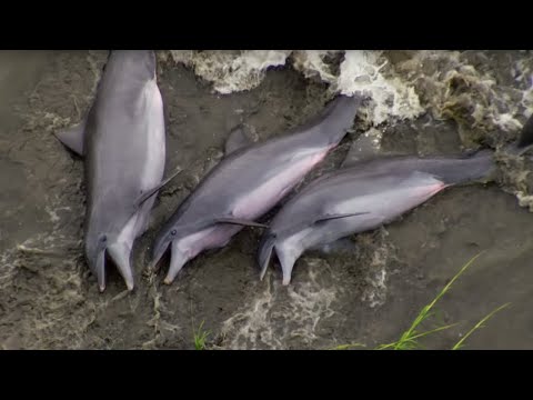 Dolphins Beach Themselves To Feed | The Hunt | BBC Earth - UCwmZiChSryoWQCZMIQezgTg