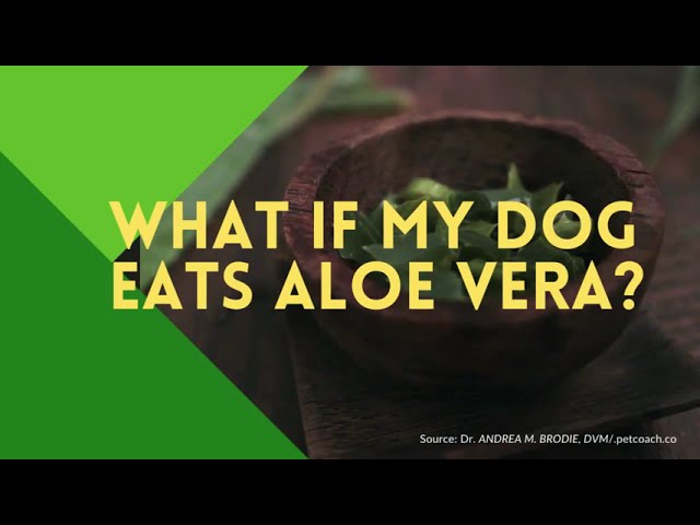 can-dogs-eat-aloe-vera-gel-hayfarmguy