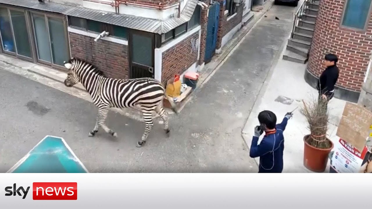 Escaped Zebra spends hours wandering around Seoul