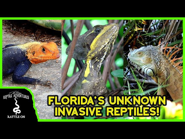 Are Lizards in Florida Poisonous?