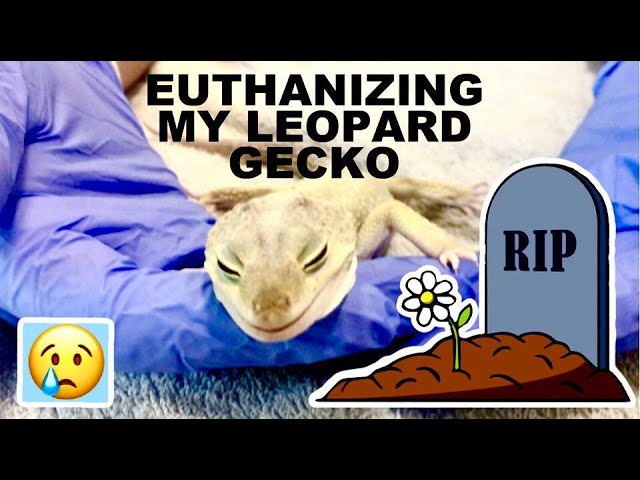 How to Euthanize a Bearded Dragon?