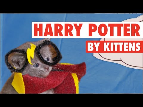 All 8 Harry Potter Movies By Kittens In 7 Minutes - UCPIvT-zcQl2H0vabdXJGcpg