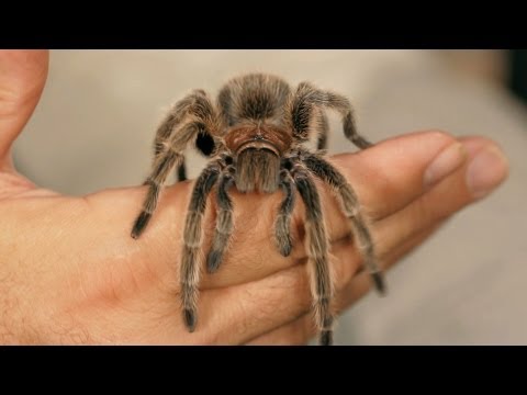 6 Rose Hair Tarantula Facts & Care Tips | Pet Tarantulas - UCSpVHeDGr9UbREhRca0qwsA