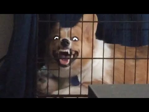 Try Not To Laugh | Funny pet Video Compilation 2017 - UCPIvT-zcQl2H0vabdXJGcpg