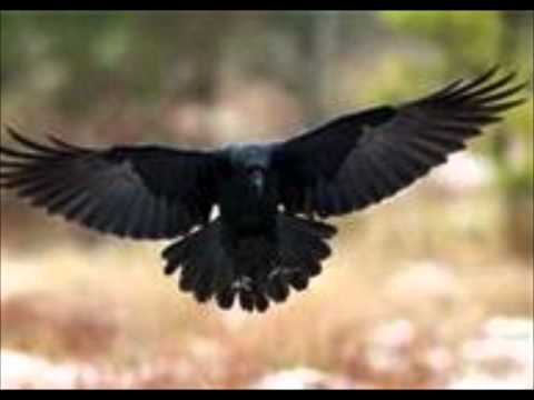 Melissa Etheridge - The Shadow Of A Black Crow