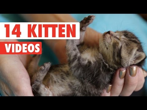 14 Kitten Videos Compilation 2016 - UCPIvT-zcQl2H0vabdXJGcpg