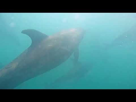 Amazing swim with duskies and bottle nose dolphin
