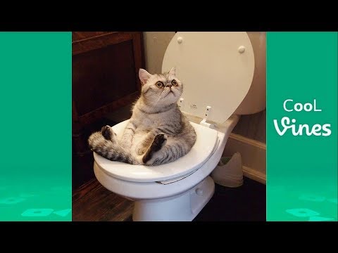 Try Not To Laugh Challenge - Funny Cat & Dog Vines compilation 2017 - UC3rrzHpFzshYjIMk8YFc52w