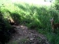chevreuil sur une terre à blaireau