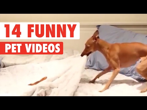 14 Funny Pet Videos Compilation 2017 - UCPIvT-zcQl2H0vabdXJGcpg