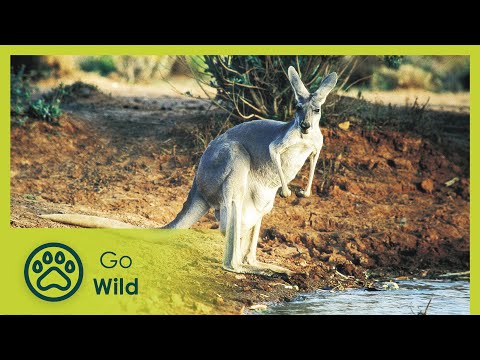 Wildest Australia - The Secrets of Nature - UCVGTgXC1P--xM480Z6DqyAg