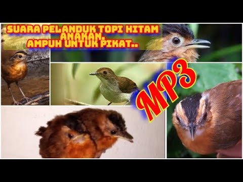 Suara pelanduk topi hitam anakan ribut mp3