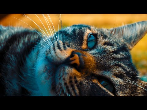 VIOLENT CRIMES | Cinematic Short Film | Sony ZV-E10