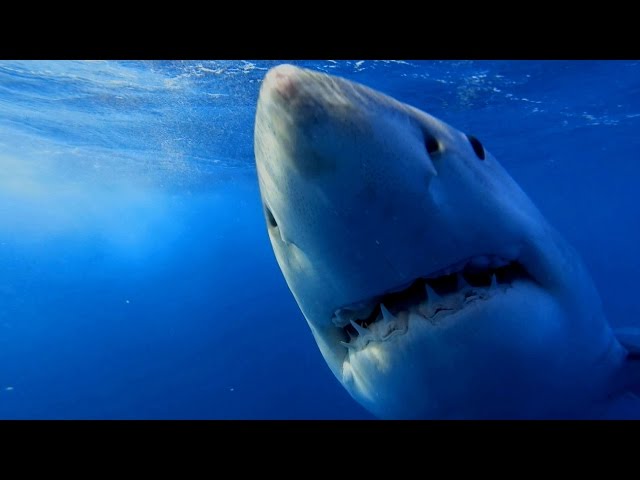 Does Heavy Metal Music Attract Sharks?