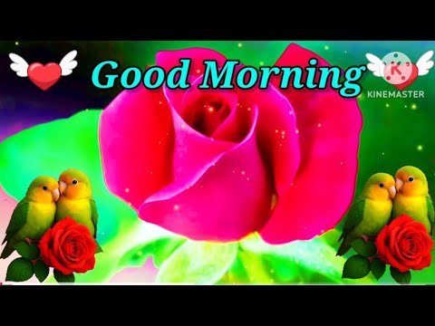 Good Morning status , 🌹Good Morning shayari , 🌹Good Morning video , 🌹Good Morning