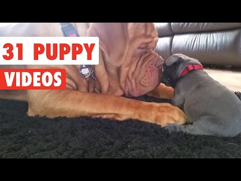 31 Funny Puppies | Funny Dog Video Compilation 2017 - UCPIvT-zcQl2H0vabdXJGcpg