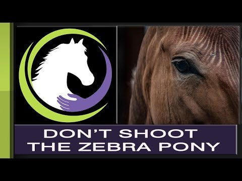 Don't Shoot the Zebra Pony