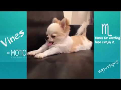TRY NOT TO LAUGH-Funny Animals Fails Compilation 2016 (Part 4) - UCwkmoksfgXW6dB9DjNXpq9g