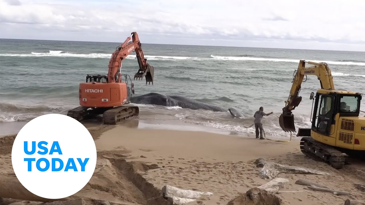 Dead whale washes ashore on Hawaii beach, plastic and nets fill stomach | USA TODAY